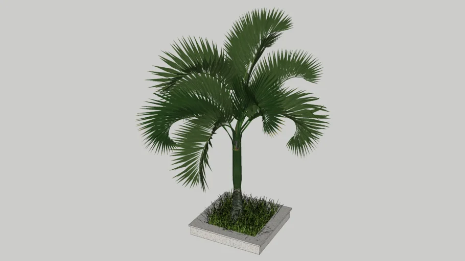 cay cau canh/ cay cau lun/palm tree
