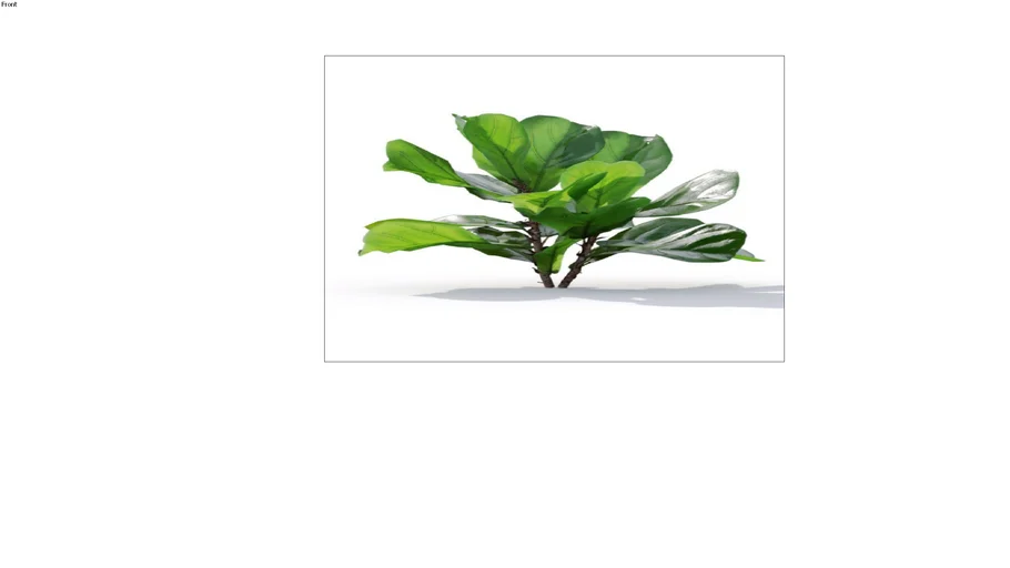 3D Tree Ficus pandurata