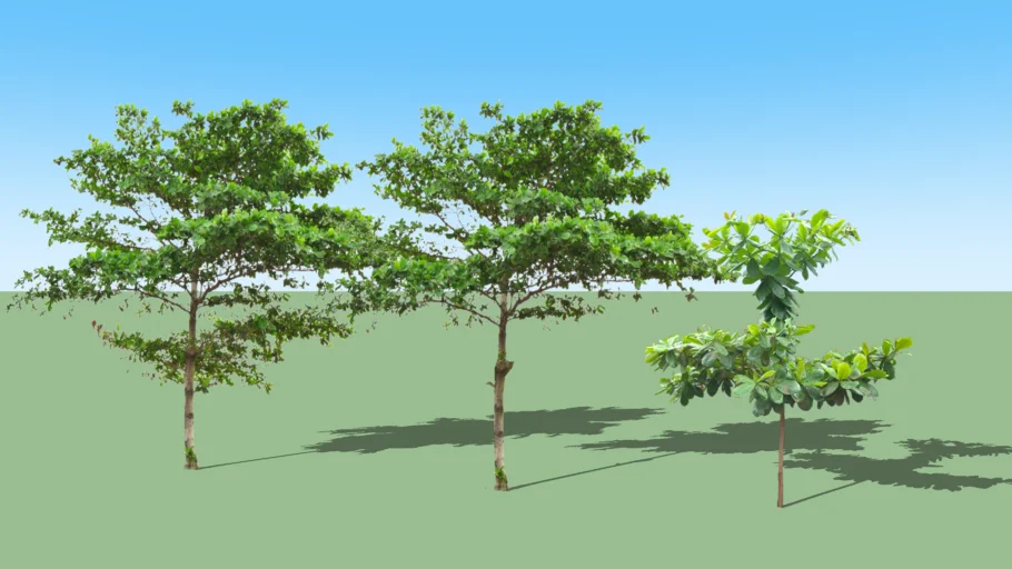 TERMINALIA CATTAPPA + INDIAN ALMOND TREE
