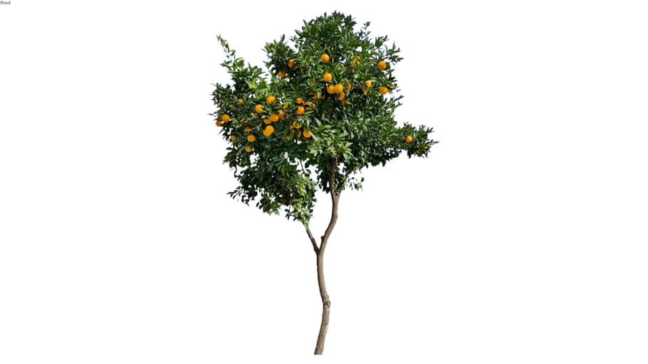 ORANGE TREE 2D- ÁRBOL DE NARANJA