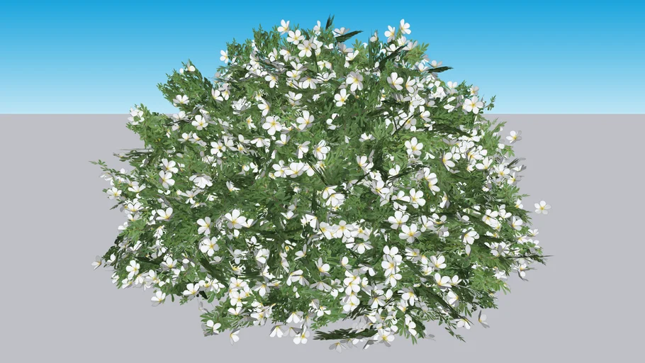 Happy Face® White Potentilla - Dasiphora fruticosa