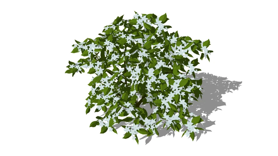 Jasmine
