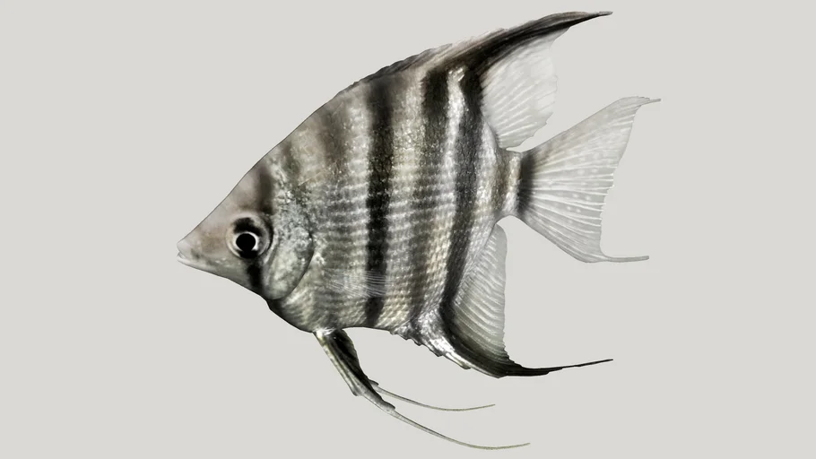 Pez Angel (Pterophyllum Leopoldi) Ciclido Americano