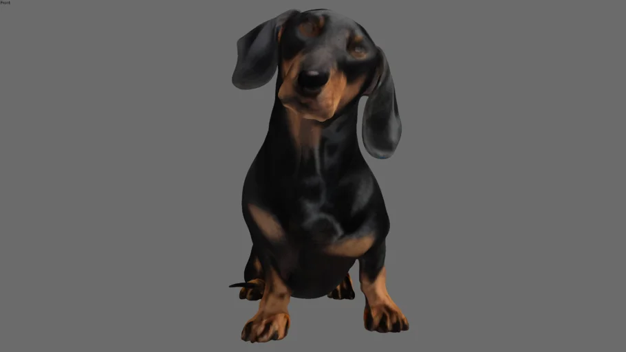 Basset - Cachorro