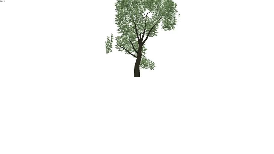 arbol grande