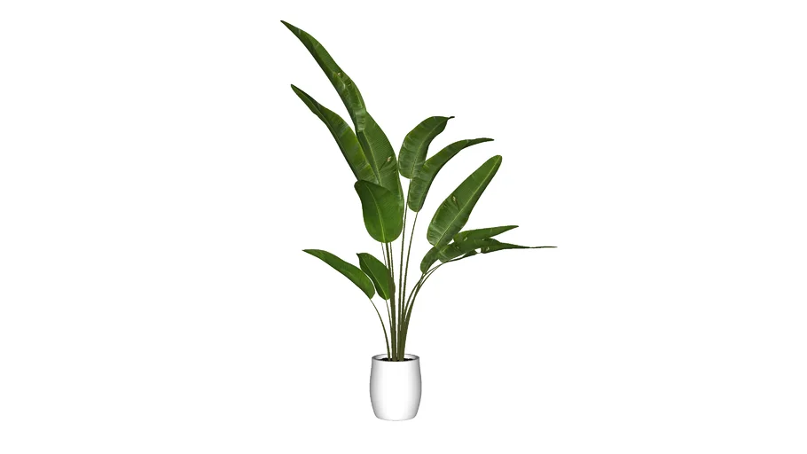 Paisagismo_Bananeira_Em vaso