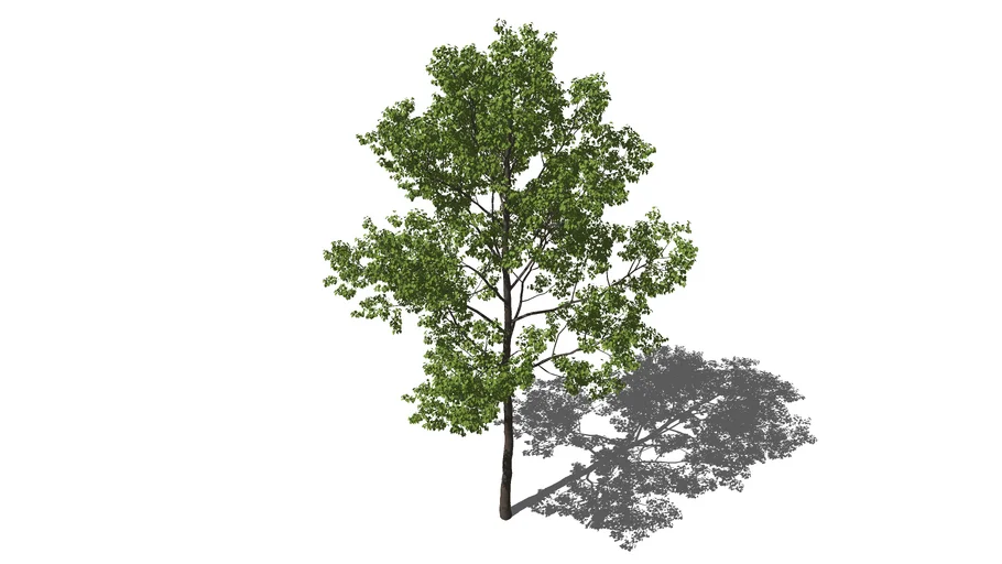 Tree high poly