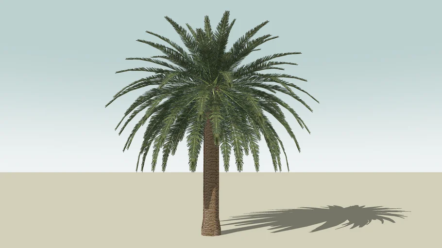 Canary Island Date Palm