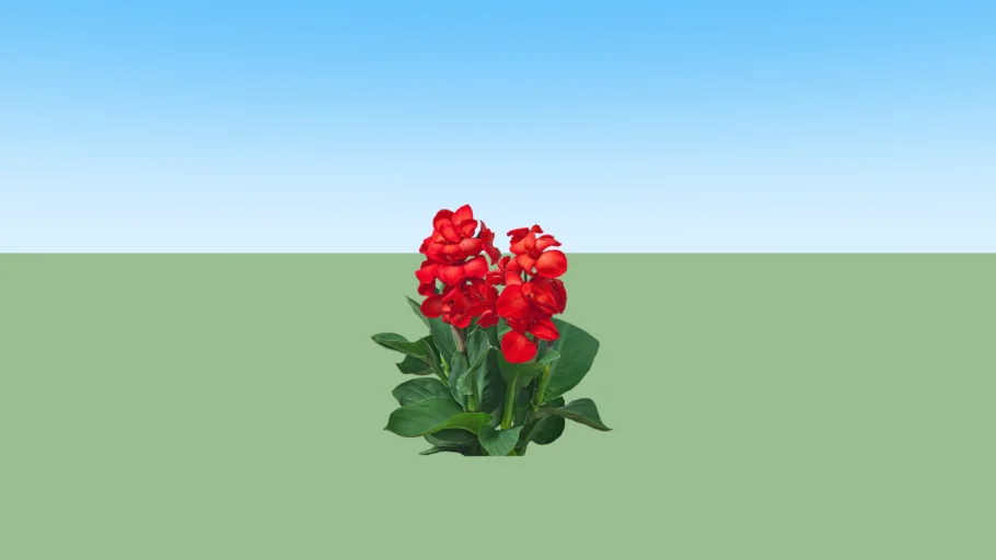 Bunga Tasbih - Canna Lily