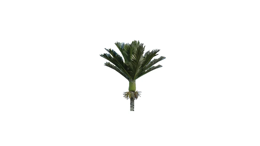 Nikau Palm Tree Short