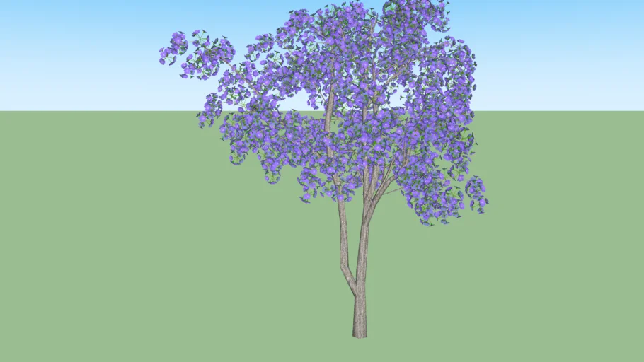 jacaranda mimoso