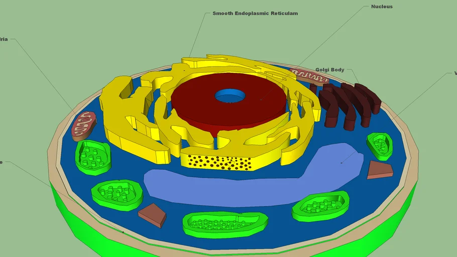 Plant Cell
