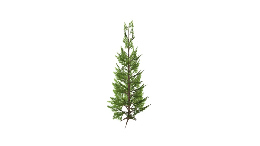SPRUCE_CEMARA 4