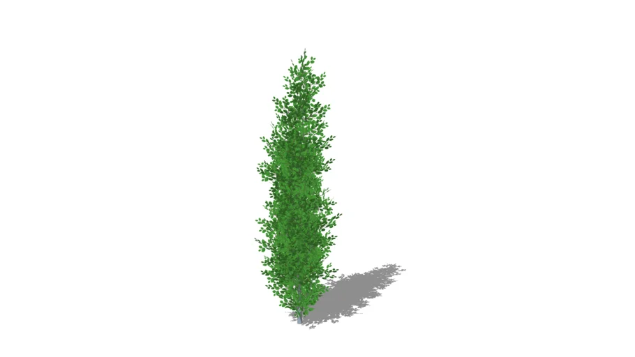 Columnar Beech (green)