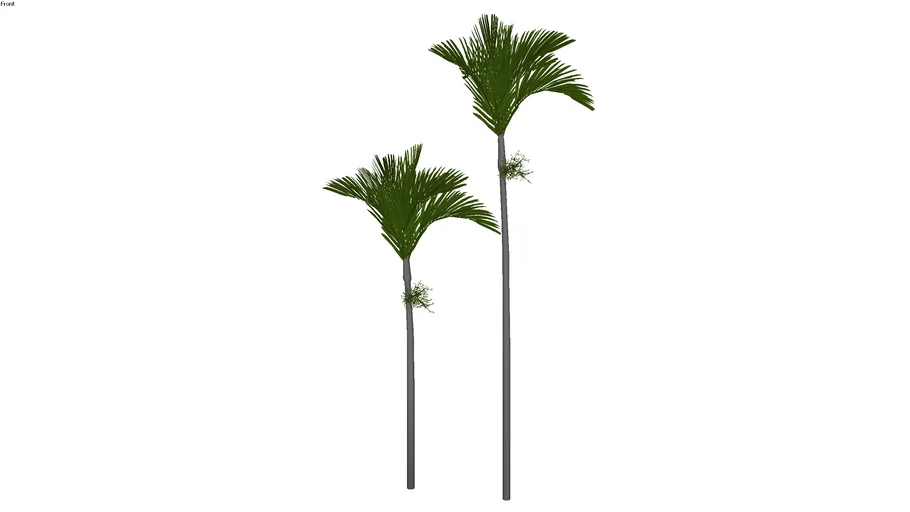 Palmeira 07
