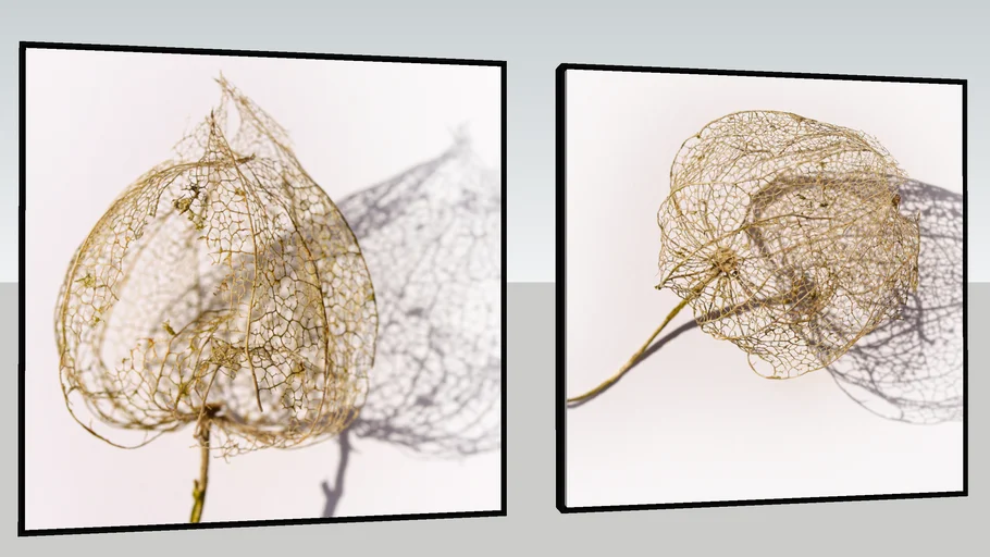 Conjunto com 2 Quadros Decorativos Flores Secas