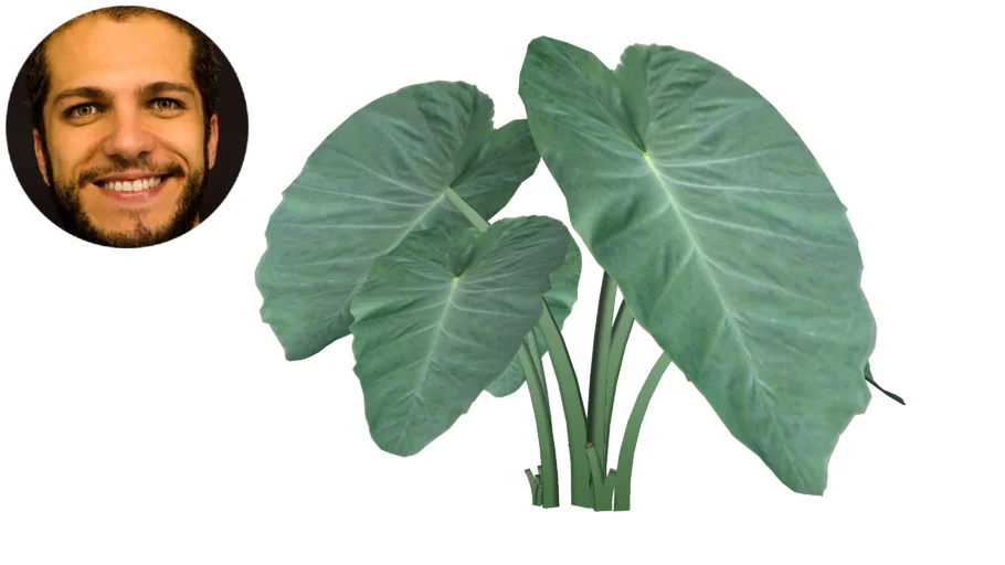 Colocasia Gigantea Inhame Gigante Orelha de Elefante Caladium Giganteum Leucocasia