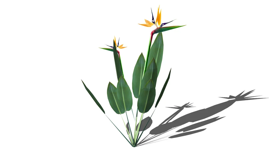Land F/X - Shrubs - Tropical - Strelitzia reginae - Bird of Paradise