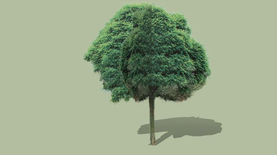 Robinia pseudoacacia 'Umbraculifera' - Robinia biała 'Umbraculifera'
