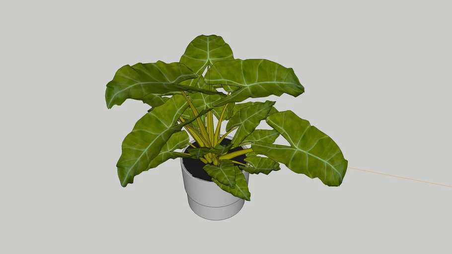 alocasia