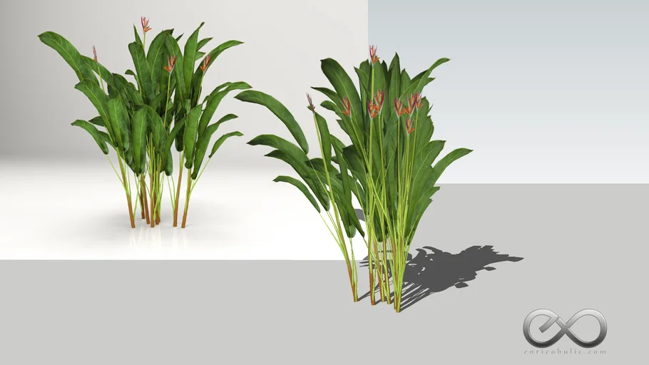 eb-HELICONIA+PSITTACORUM_LP
