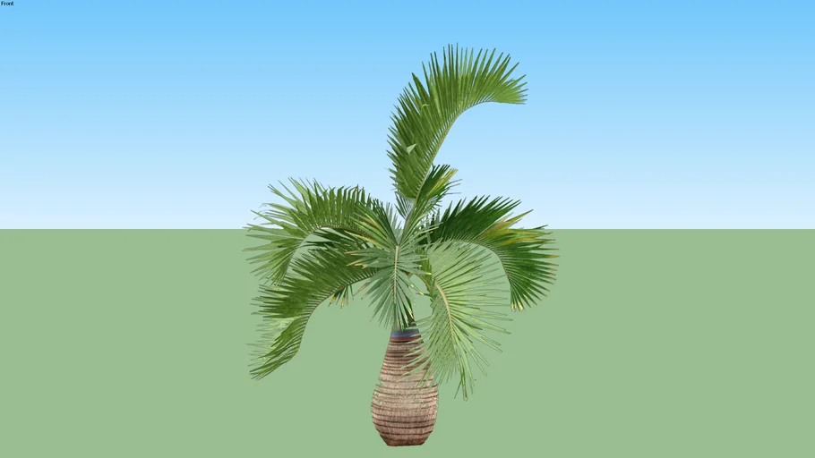 Palm in pot