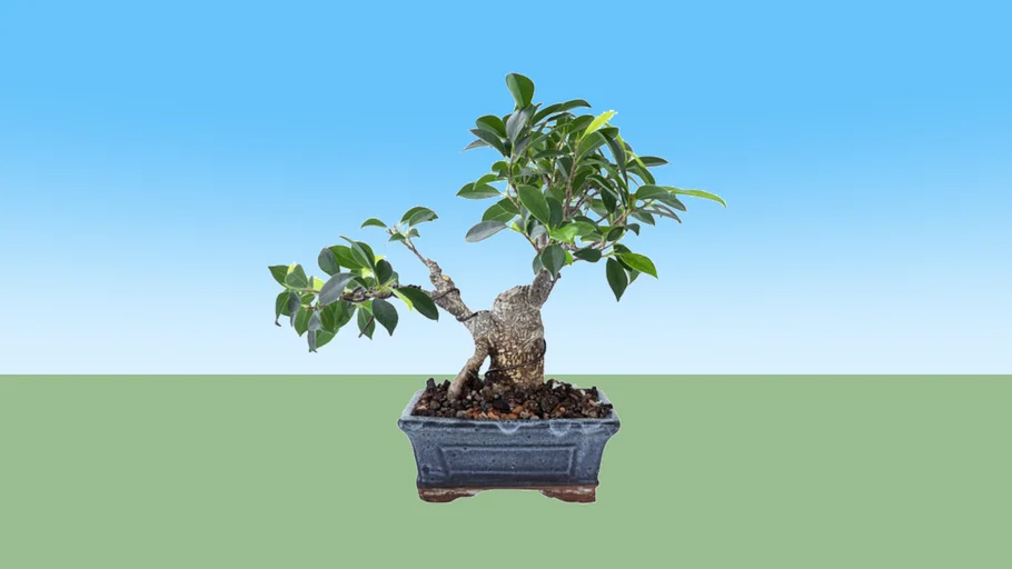 Bonsai Beringin