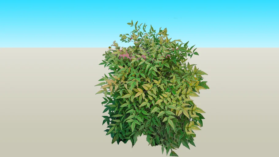 Nandina domestica ננדינה תרבותית