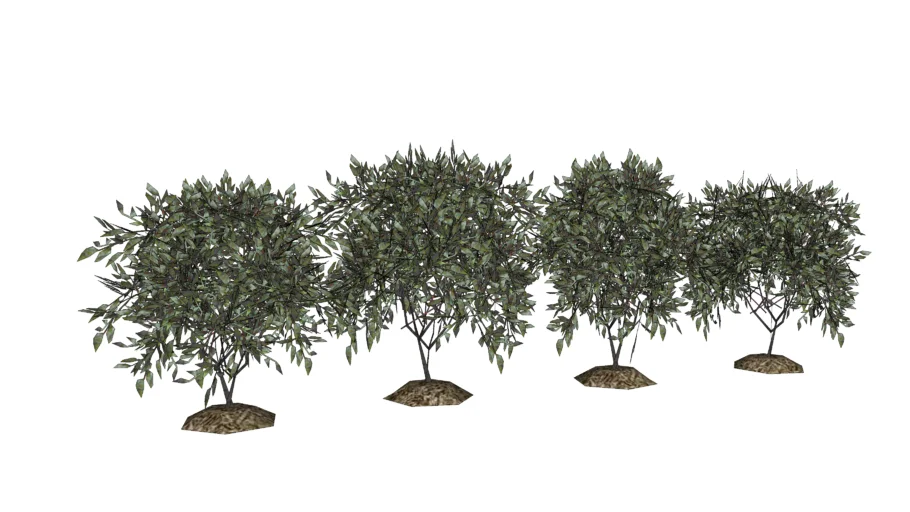 shrubs