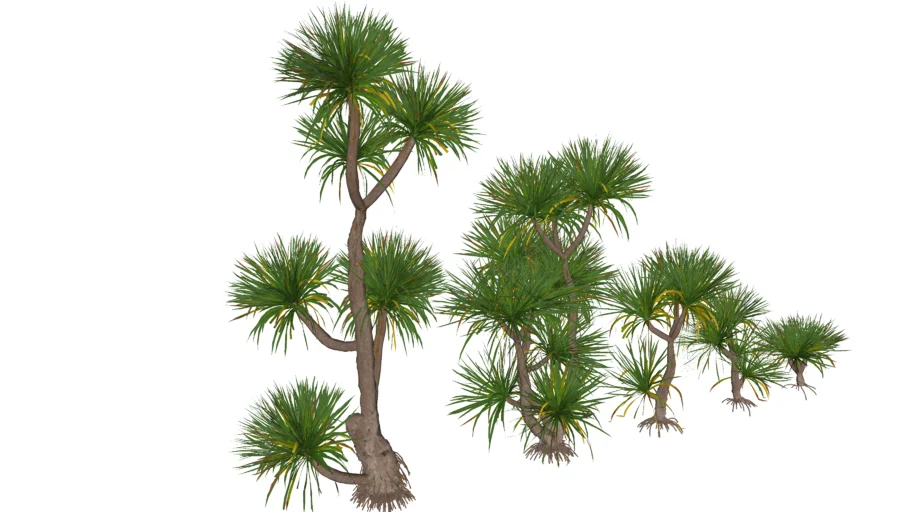 Dracaena cochinchinensis