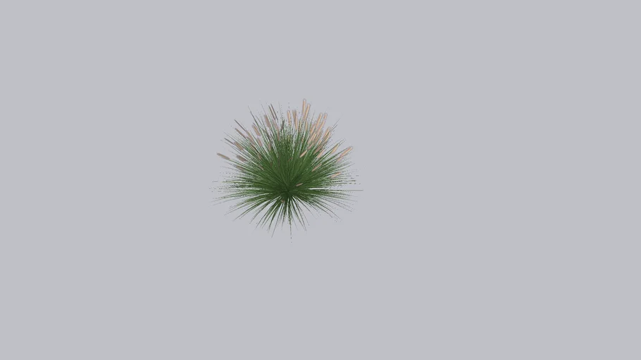 Fountain Grass, Dwarf Hameln
