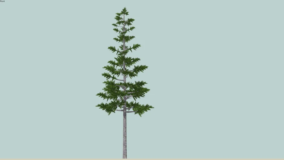 tall pine tree 2