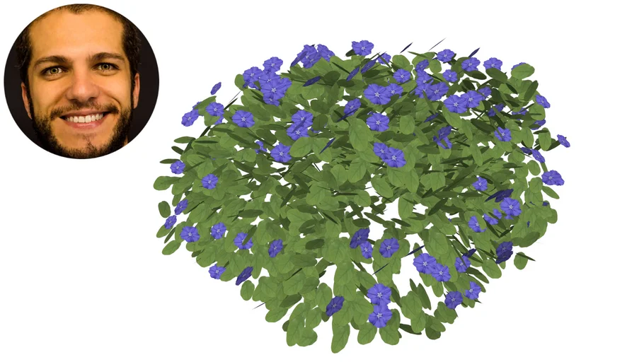 Evolvulus Glomeratus Azulzinha Evólvulo