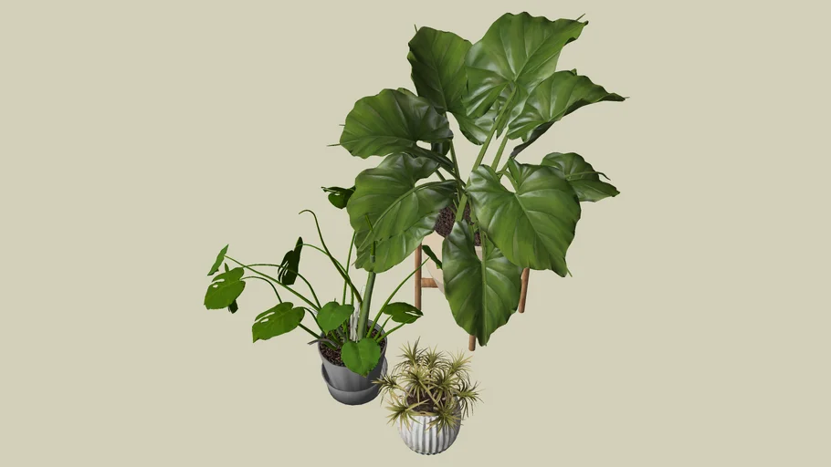 single leaf plant Dischidia platyphylla | Flat Shingle Vine main image 0