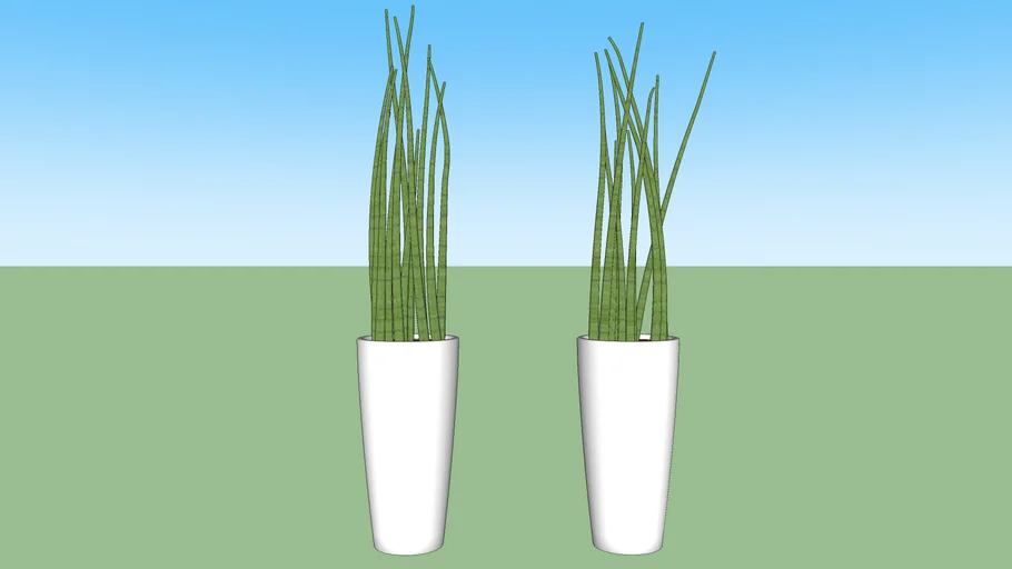 Lança-de-são-jorge (Sansevieria cylindrica)