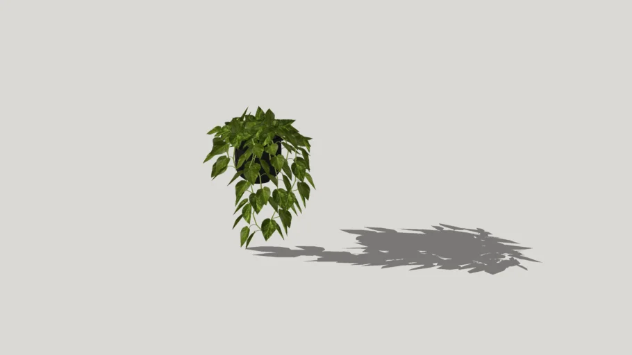 HANGING PLANT