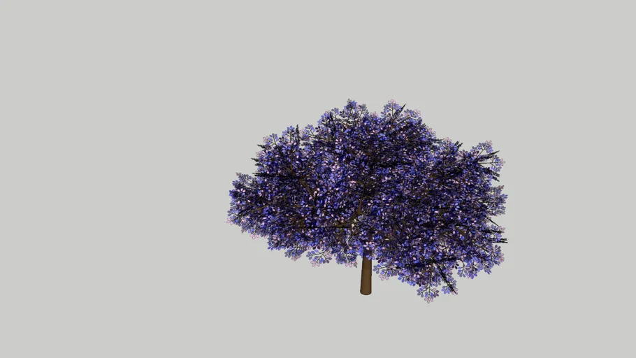 jacaranda