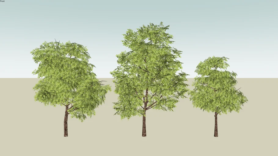 3D TREES
