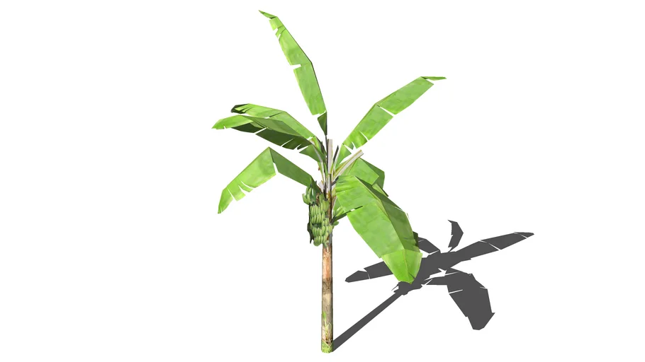 banana tree