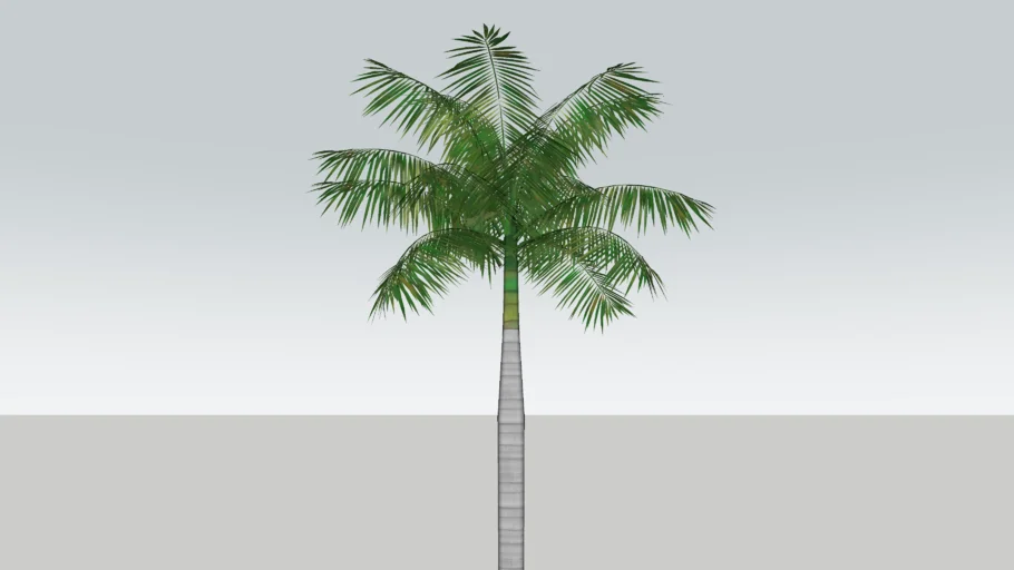 Pohon Palm