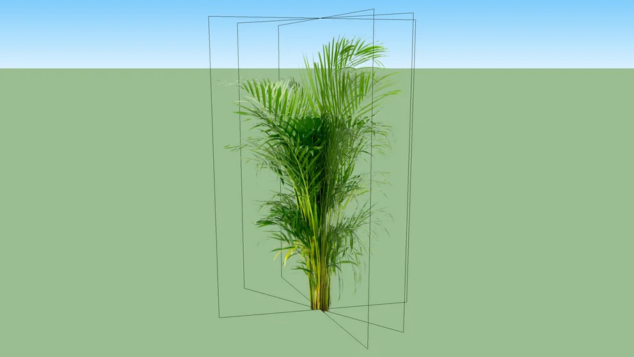 VEGETAÇÃO - ARECA BAMBU