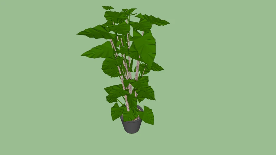 Large Palm Plant