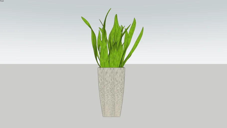 Espada de São Jorge - Vegetação