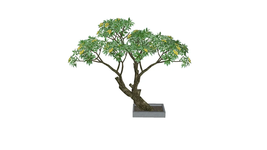 thai_cây hoa sứ