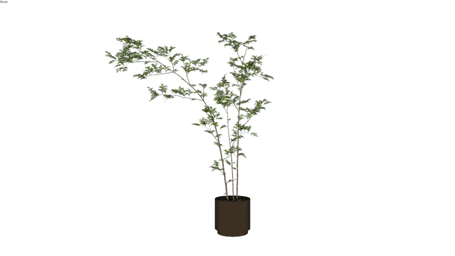 Tree in Limestone Pot