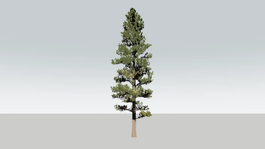 White Pine Tree