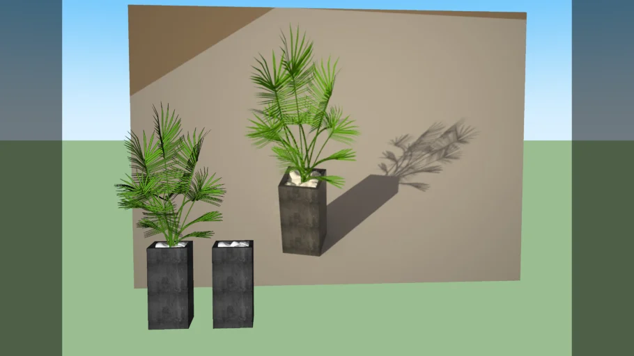 Kentia Palm