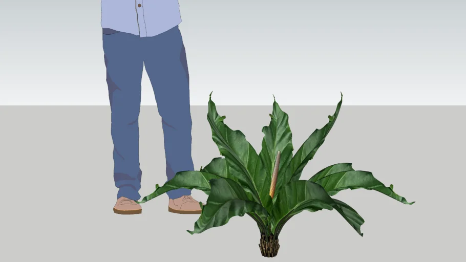 Anthurium plowmanii