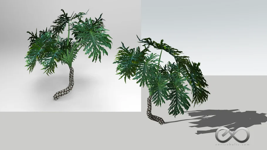 Philodendron Selloum
