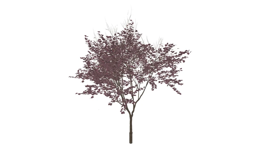 3D Cercis canadensis 'Forest Pansy' Redbud Tree